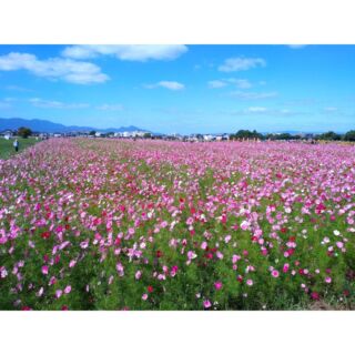 桜井市のさくら幼稚園（学校法人敷島学園）